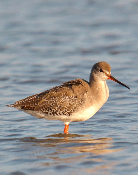Sicily early August 2023 &hellip; and the migratory waders and b